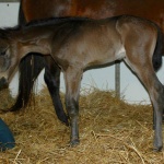 PHELPS-Out of Cathys Marecedes (Owned by Seaside Farm LP)